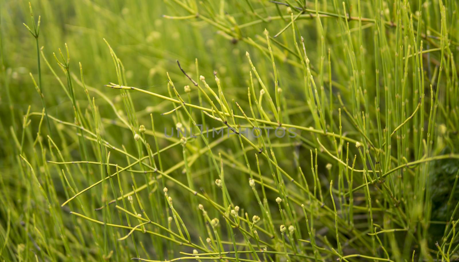 detail of Ephedra distachya growing in a garden during summer season