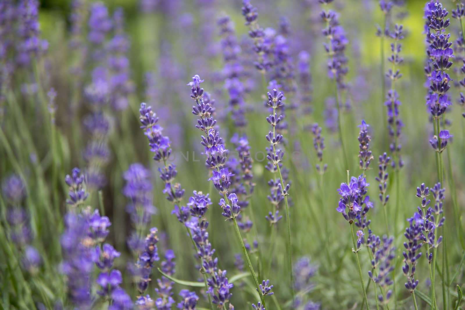 detail of Lavandula angustifolia growing in a garden during summer season