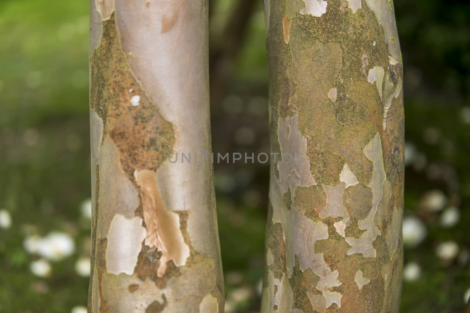 close up of bark of Stewartia pseudocamellia by michal812