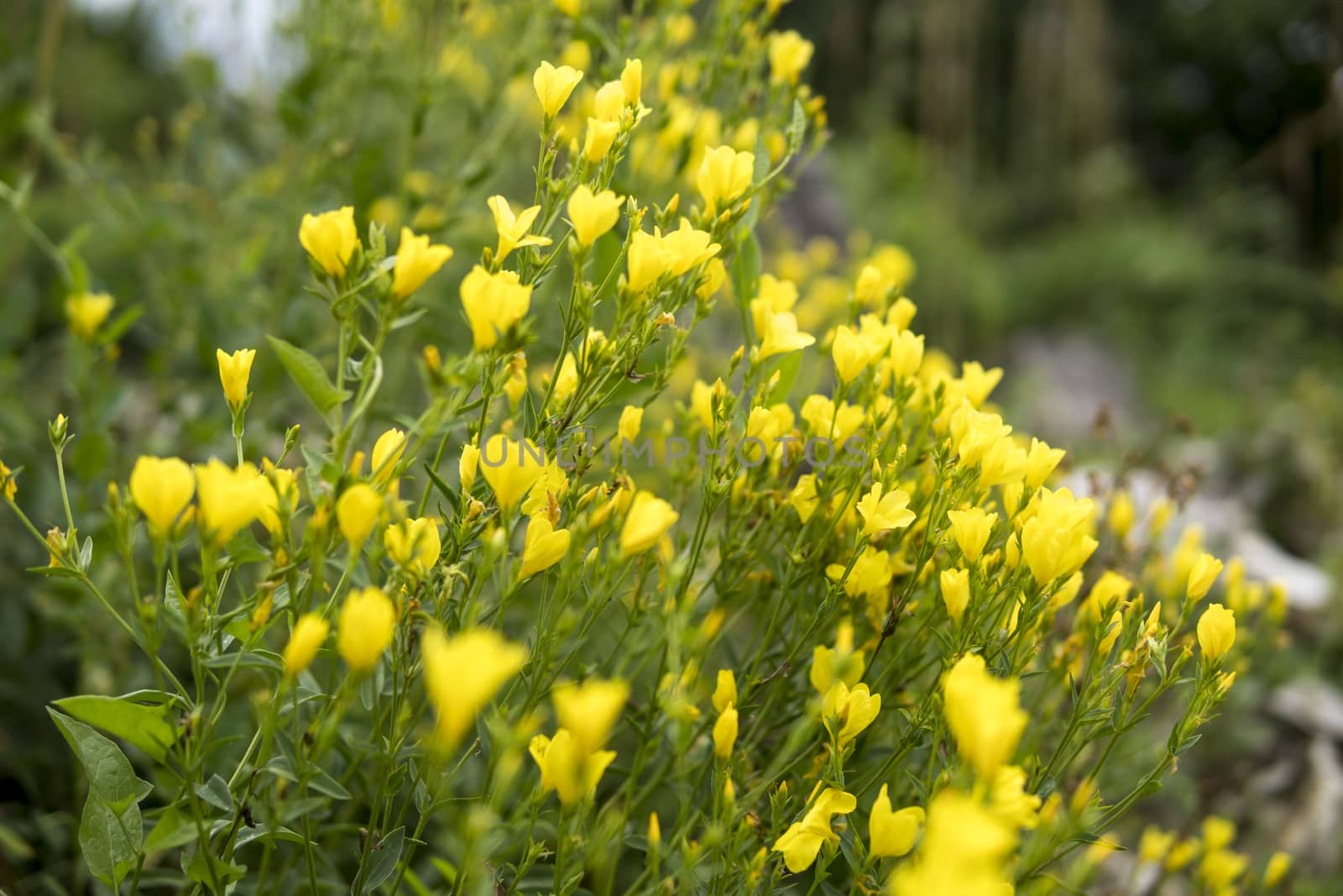 close up of small yellow flowers by michal812