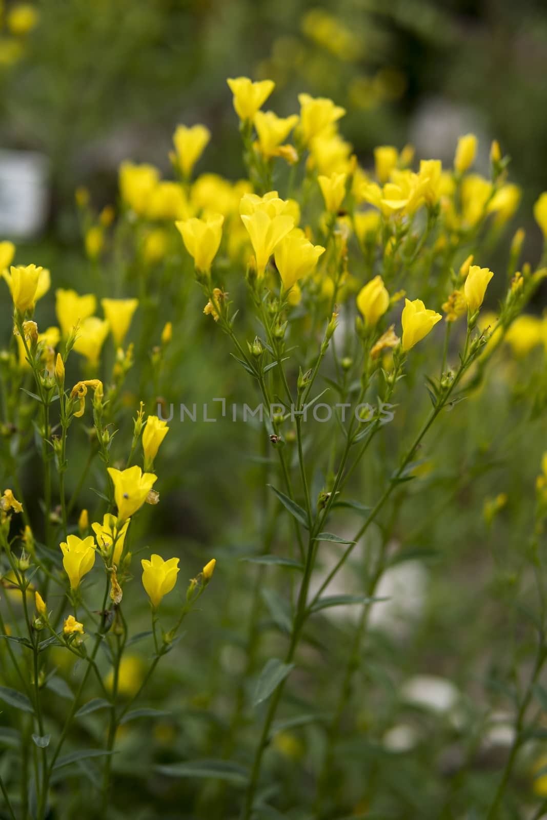 detail of small yellow flowers growing in a garden during summer season