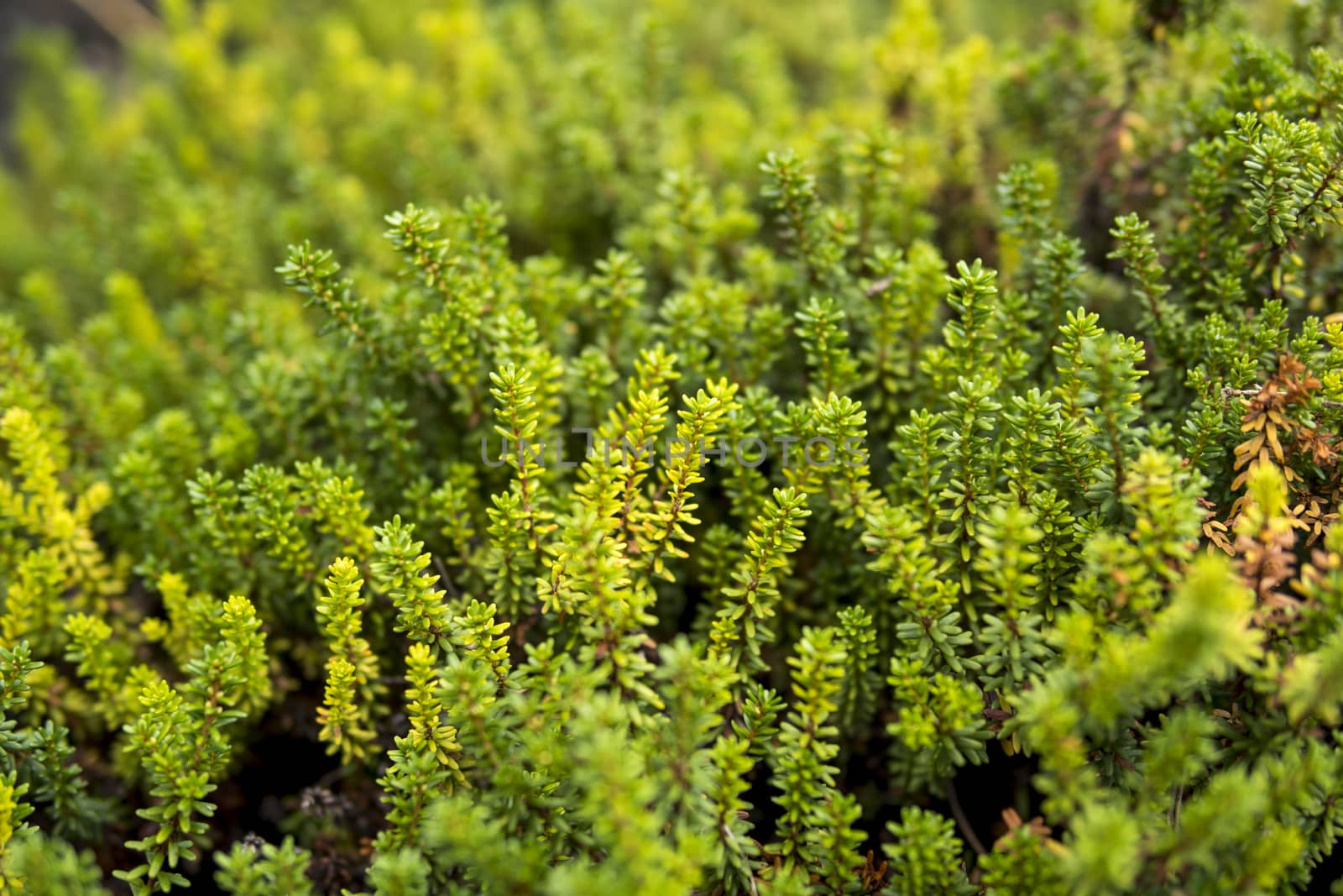 detail of Empetrum nigrum growing in a garden during summer season