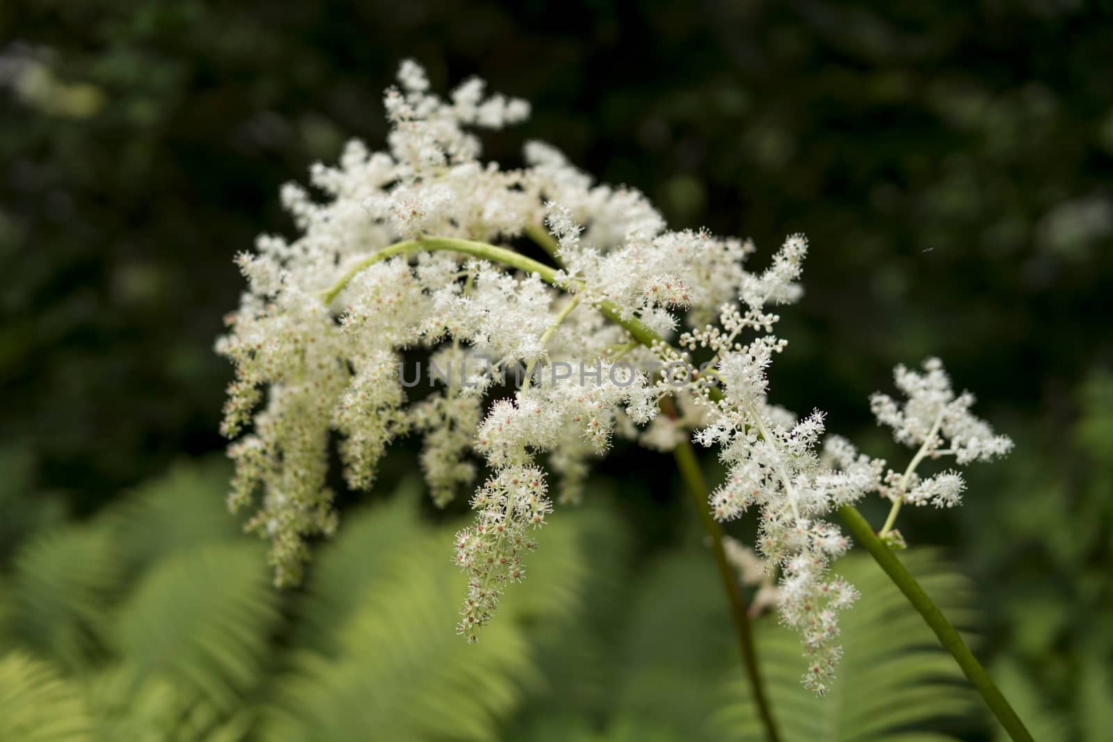 close up of Aruncus dioicus by michal812