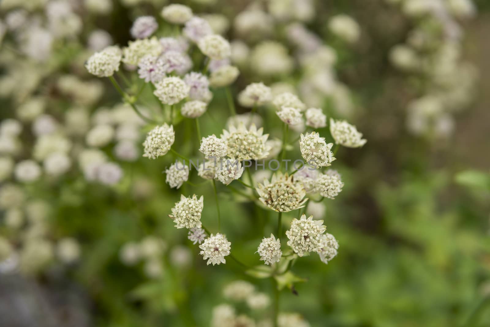 detail of Astrantia major growing in a garden during summer season