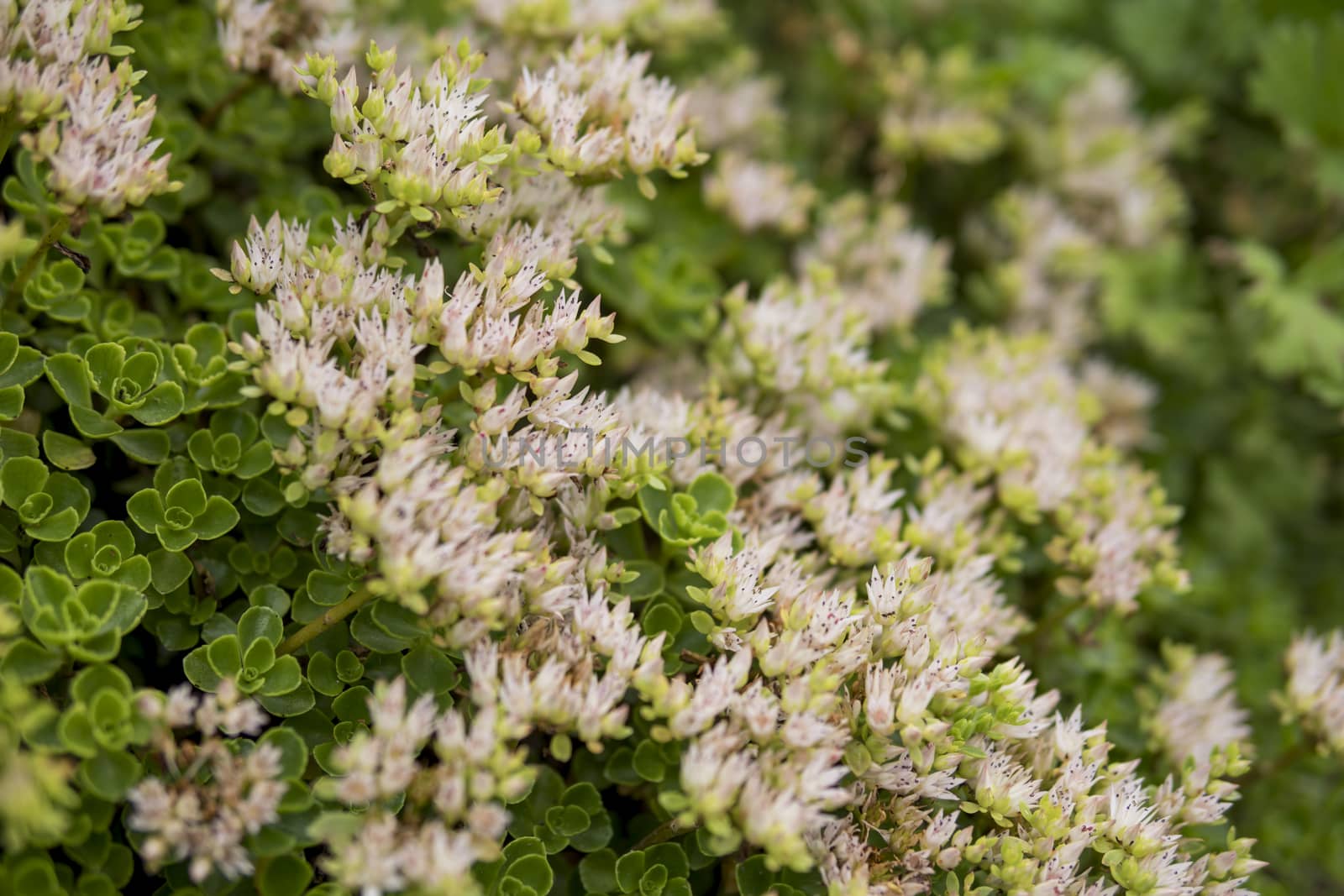 detail of Sedum spurium growing in a garden during summer season