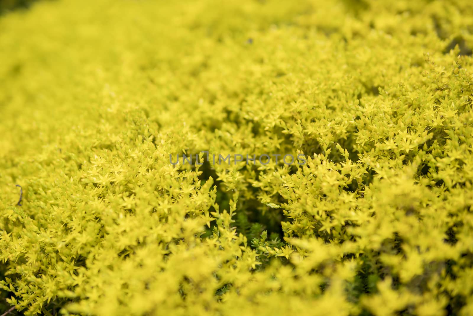 detail of Sedum sexangulare growing in a garden during summer season