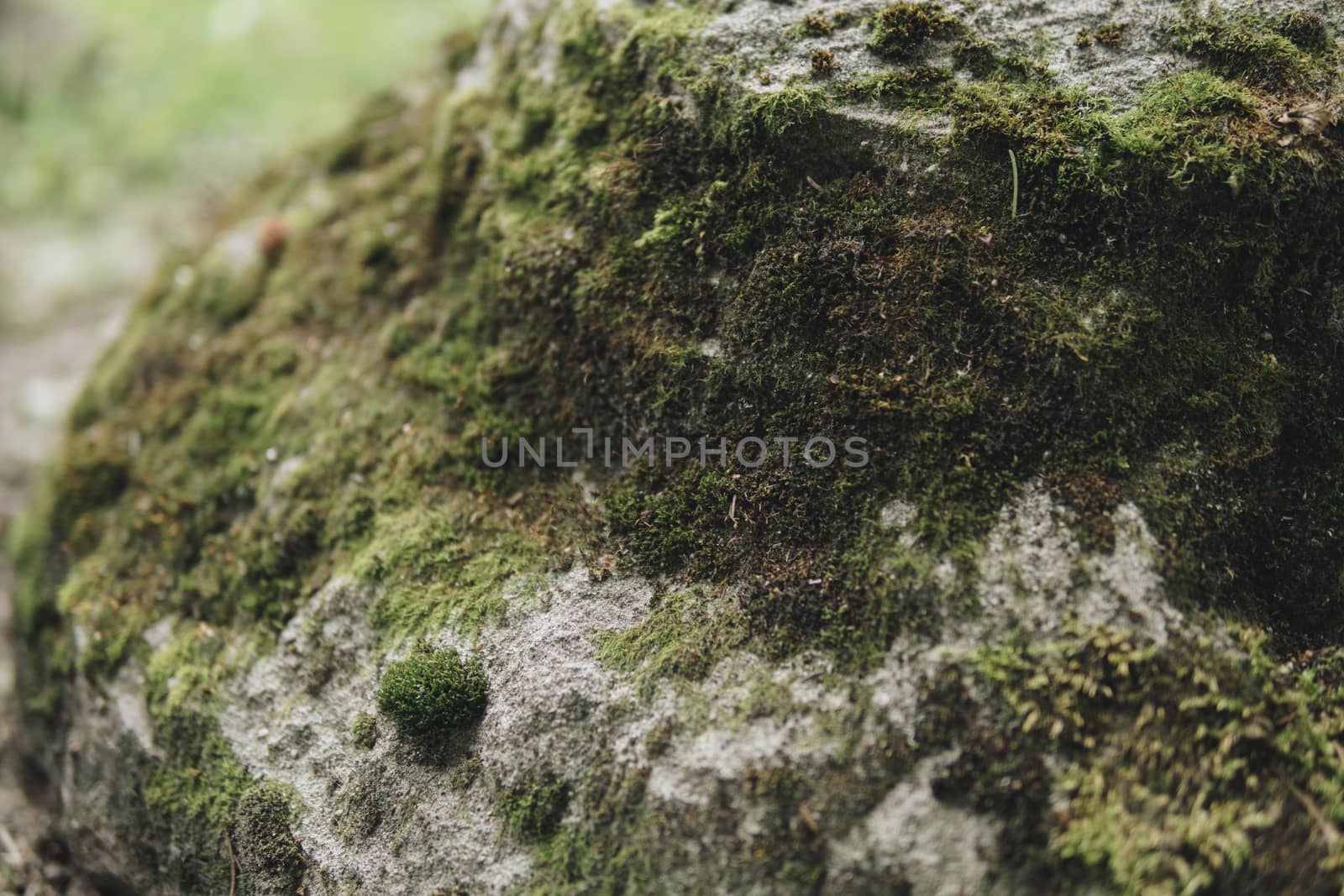 detail of a moos growing on a rocks during summer season