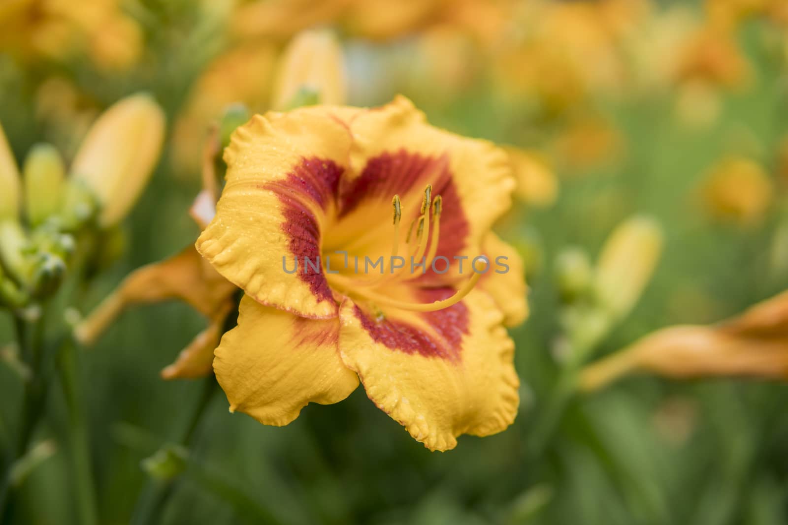 detail of Daylily growing in a garden during summer season