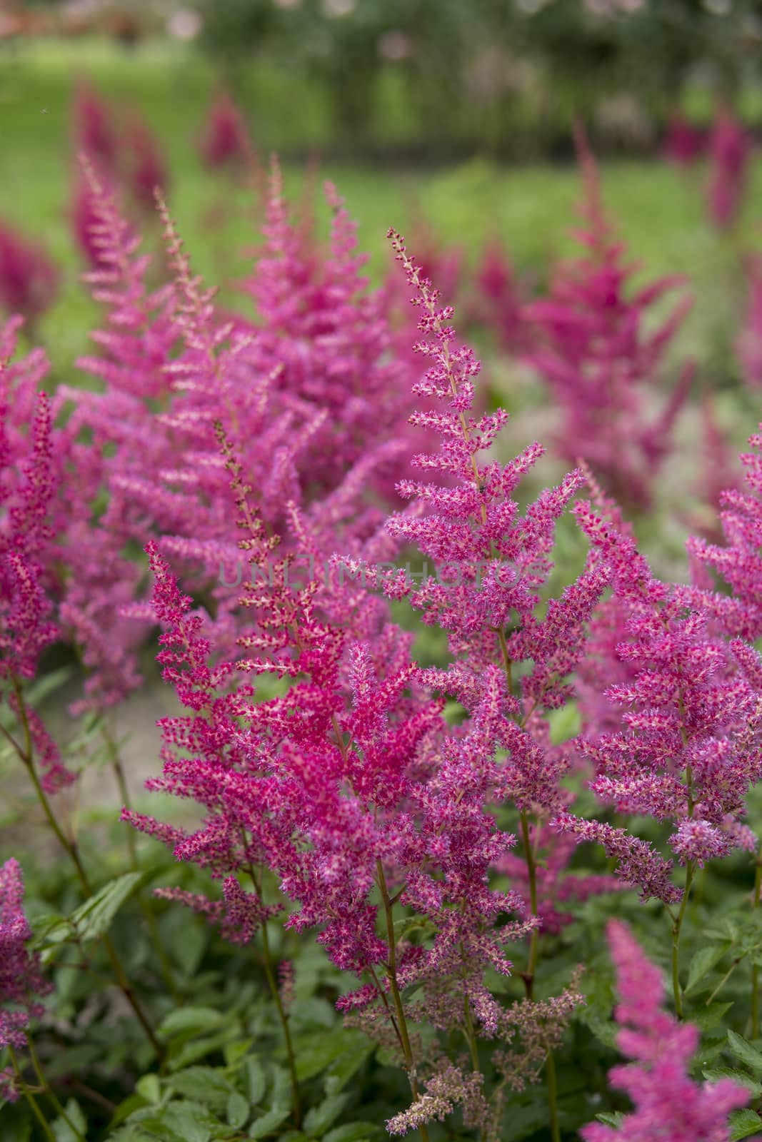 detail of Astilbe growing in a garden during summer season