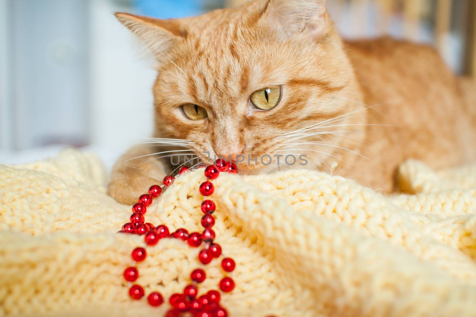 A fat lazy ginger cat lies on a knitted yellow blanket with New Year's toys: gold and red balls. New Year card.