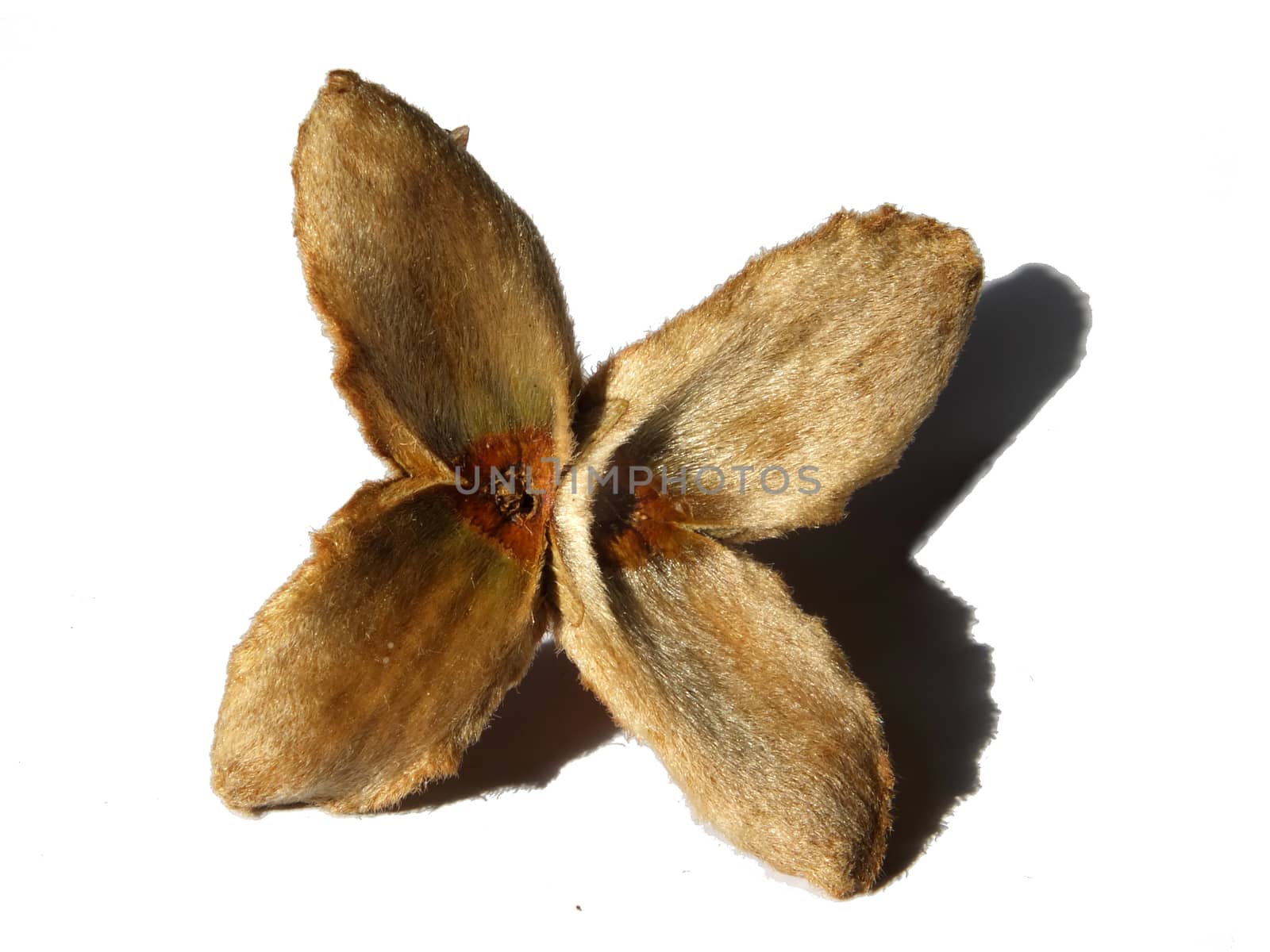 an open beech nut husk on a white background with shadow by philopenshaw