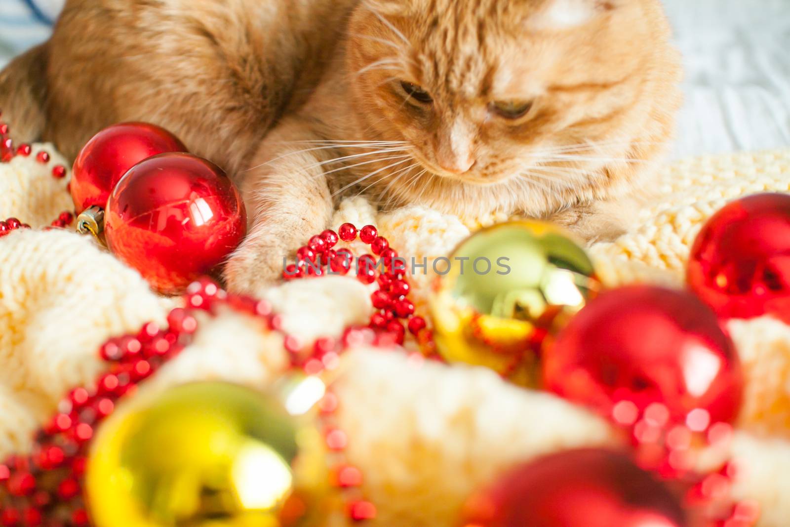A fat lazy ginger cat lies on a knitted yellow blanket with New Year's toys: gold and red balls. by malyshkamju