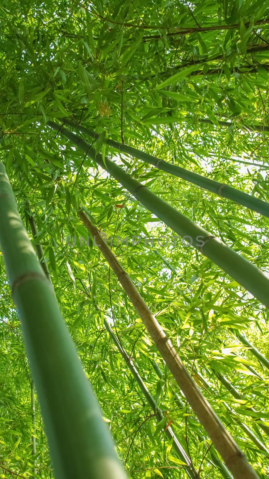 Nature themed 4K (16:9) mobile wallpaper: bamboo trees forest