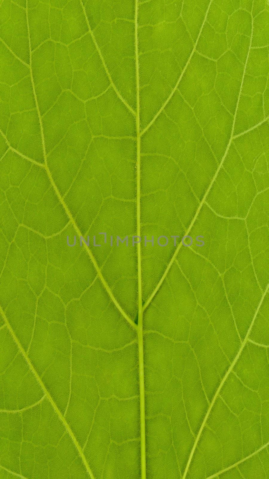 Nature themed 4K (16:9) mobile wallpaper: leaf texture