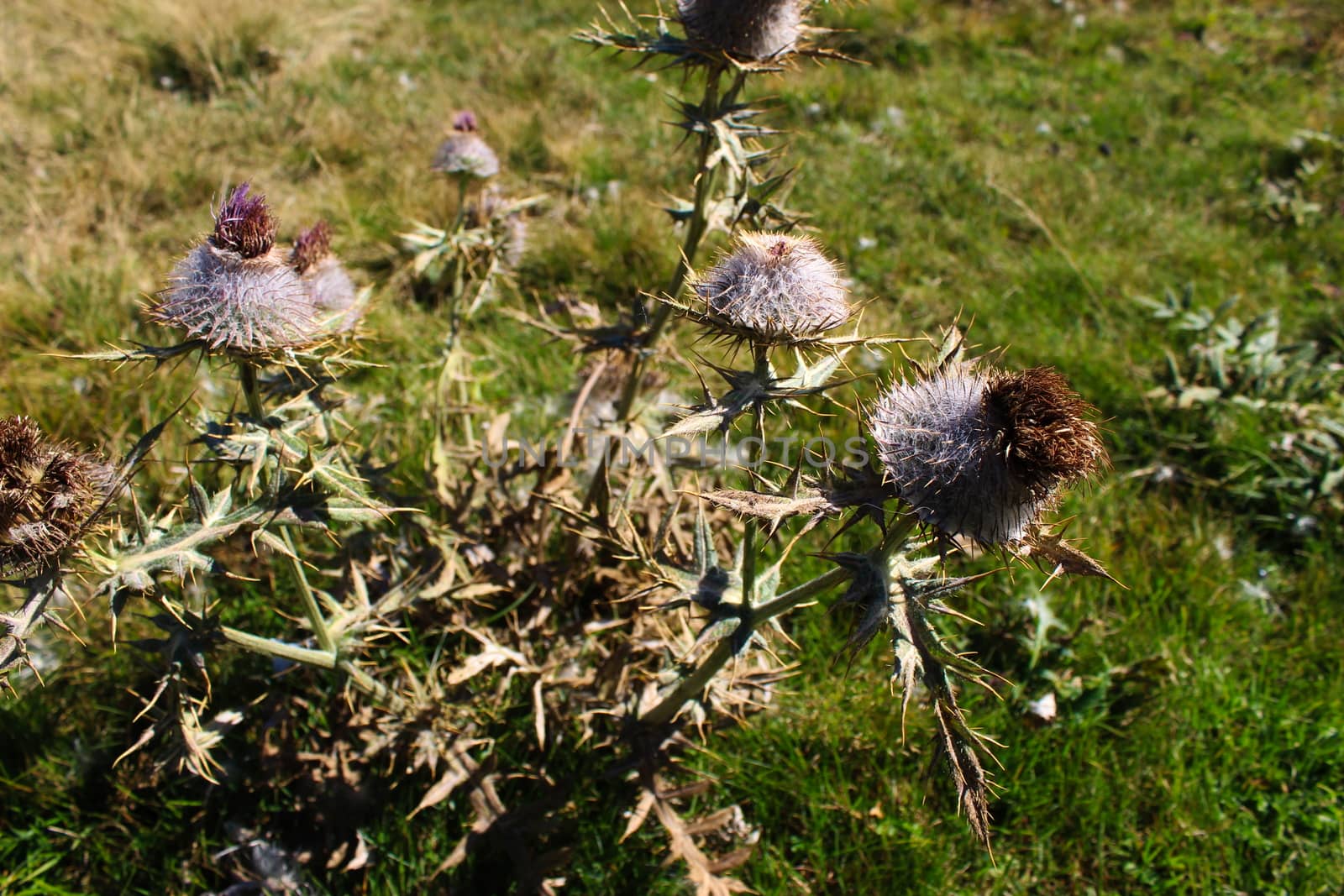 Huge Thistle with dried flowers on the meadow. On the mountain Bjelasnica. by mahirrov