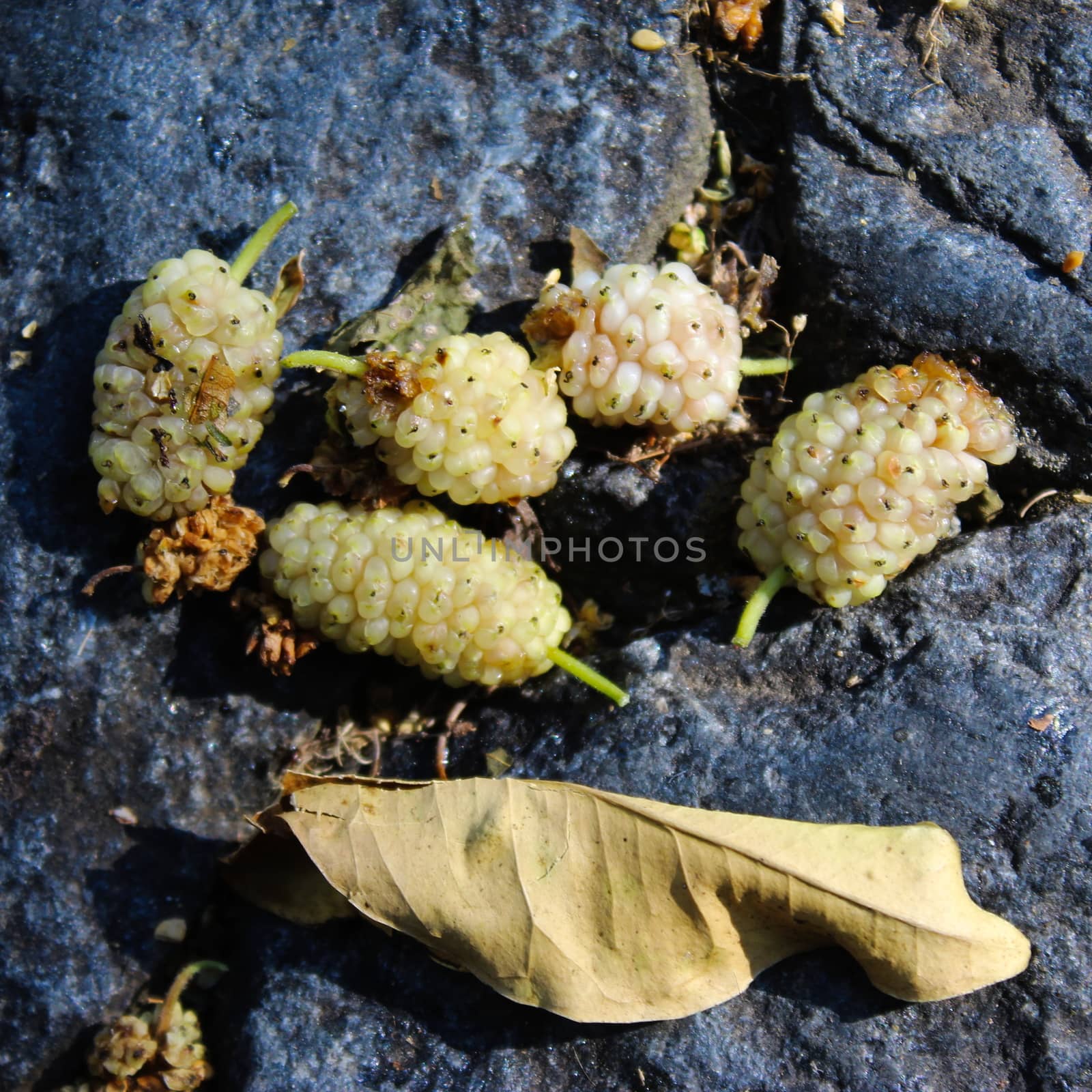 Fallen white mulberry fruits on the ground. Morus alba, white mulberry. by mahirrov