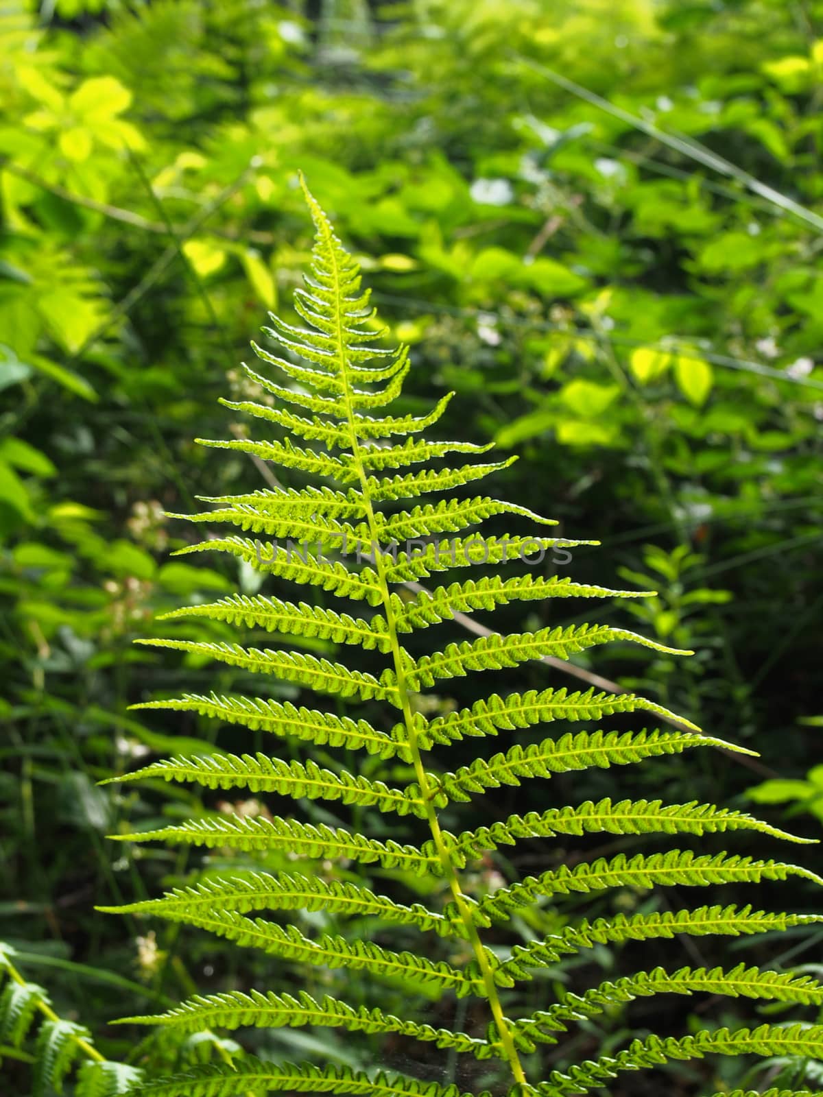 a bright green fern leaf outlined by bright summer sunshine in a woodland background