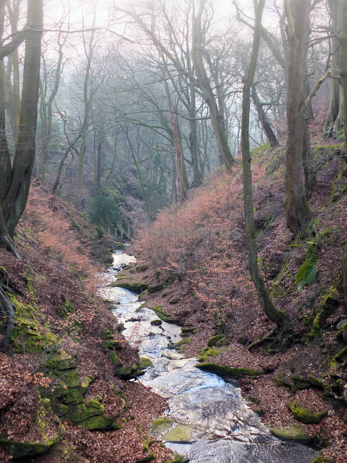 a stream flowing though a steep valley with mist covered winter trees and mossy rocks