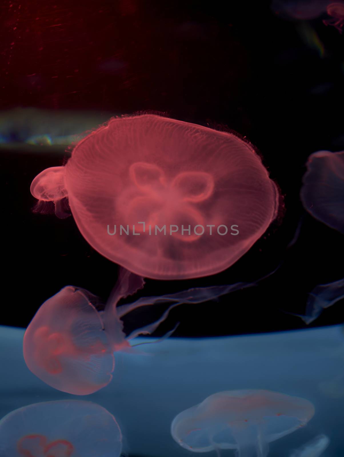 Group of common jellyfish in the ocean, red, fluorescent, dark