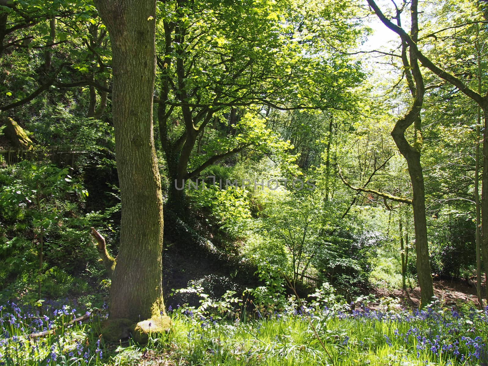 a sunlit woodland scene with light shining on the leaves and trees with the ground carpeted by springtime bluebells