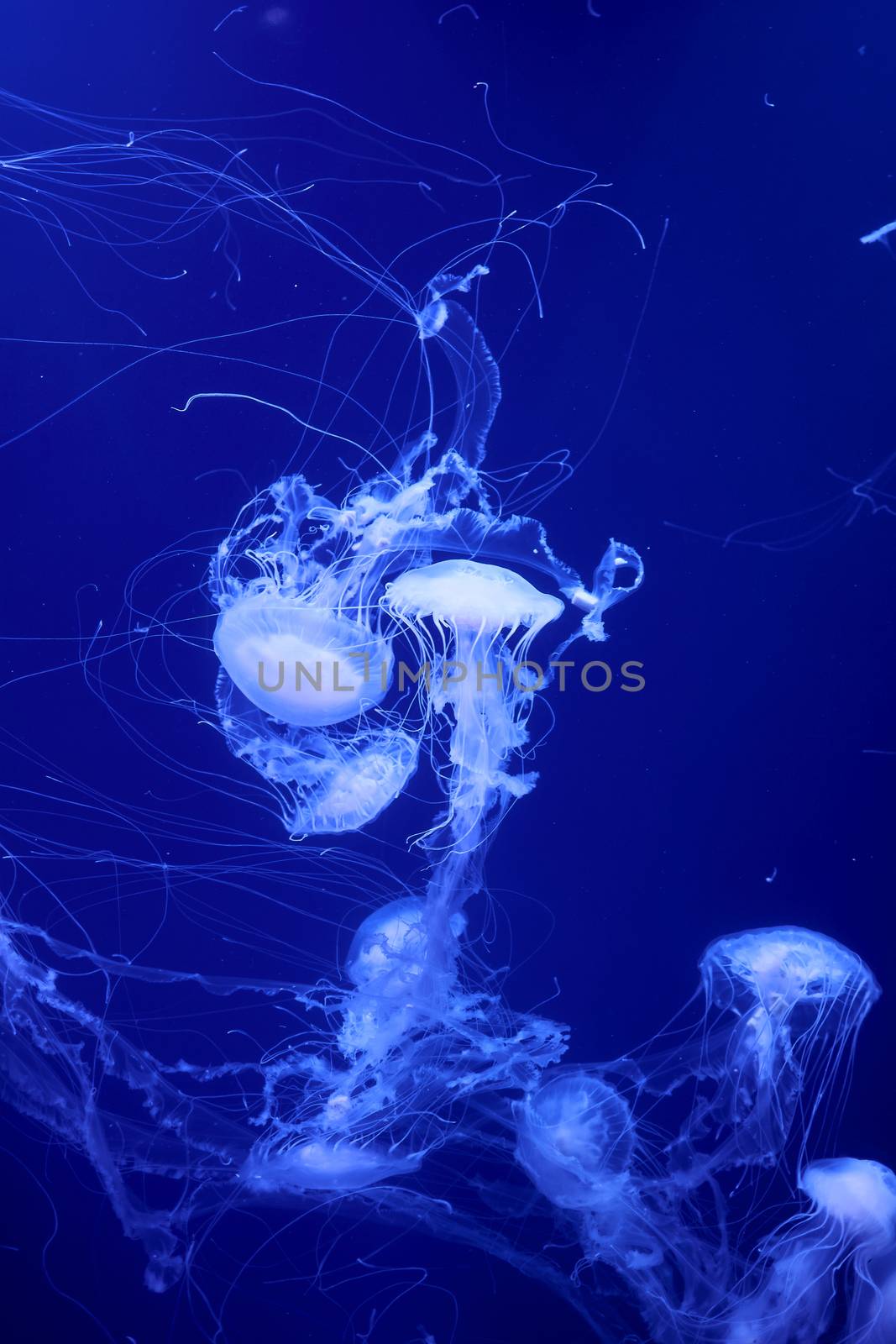 Group of white jellyfish floating in the ocean, fluorescent, blue, bright