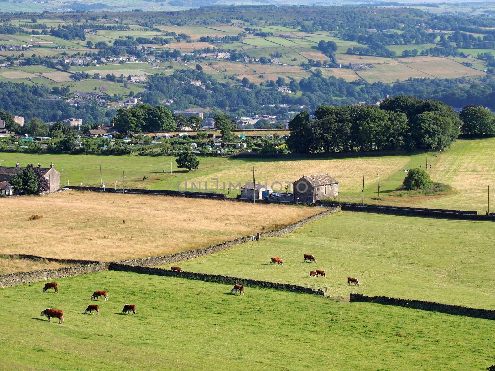 an aerial panoramic view of west yorkshire countryside in the calder valley near luddenden with cows grazing in meadows and smallholdings and farmhouses with the village and woodland in the distance