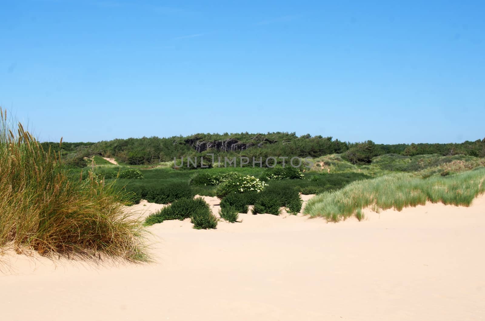 the beach at formby merseyside with dunes covered in marram grass and vegetation with forest landscape in the distance on a bright summer day