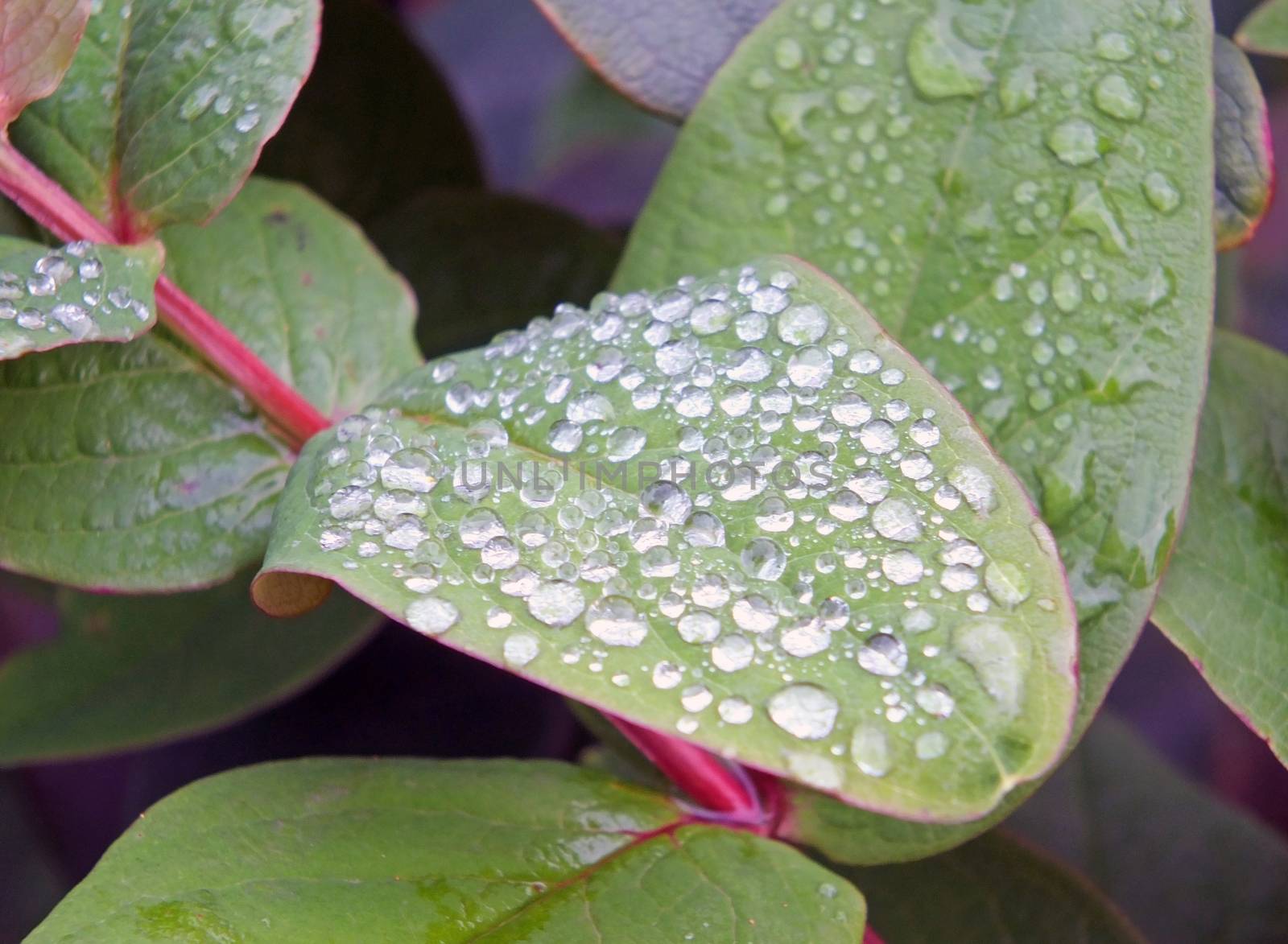 round frozen raindrops in close up on green winter leaves