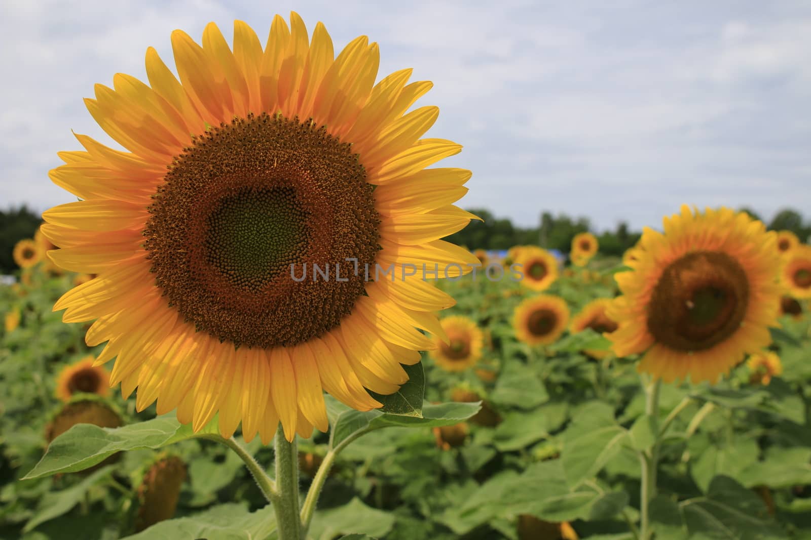 Beautiful sunset over big golden sunflower field in the countryside. High quality photo
