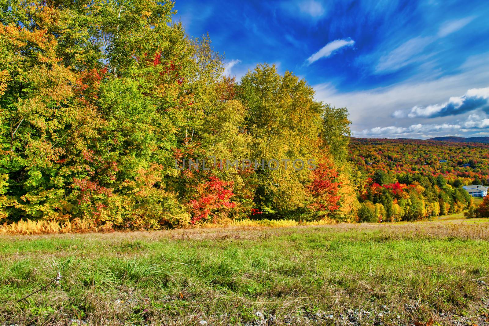 Beautiful forest of New England in foliage season, USA by jovannig