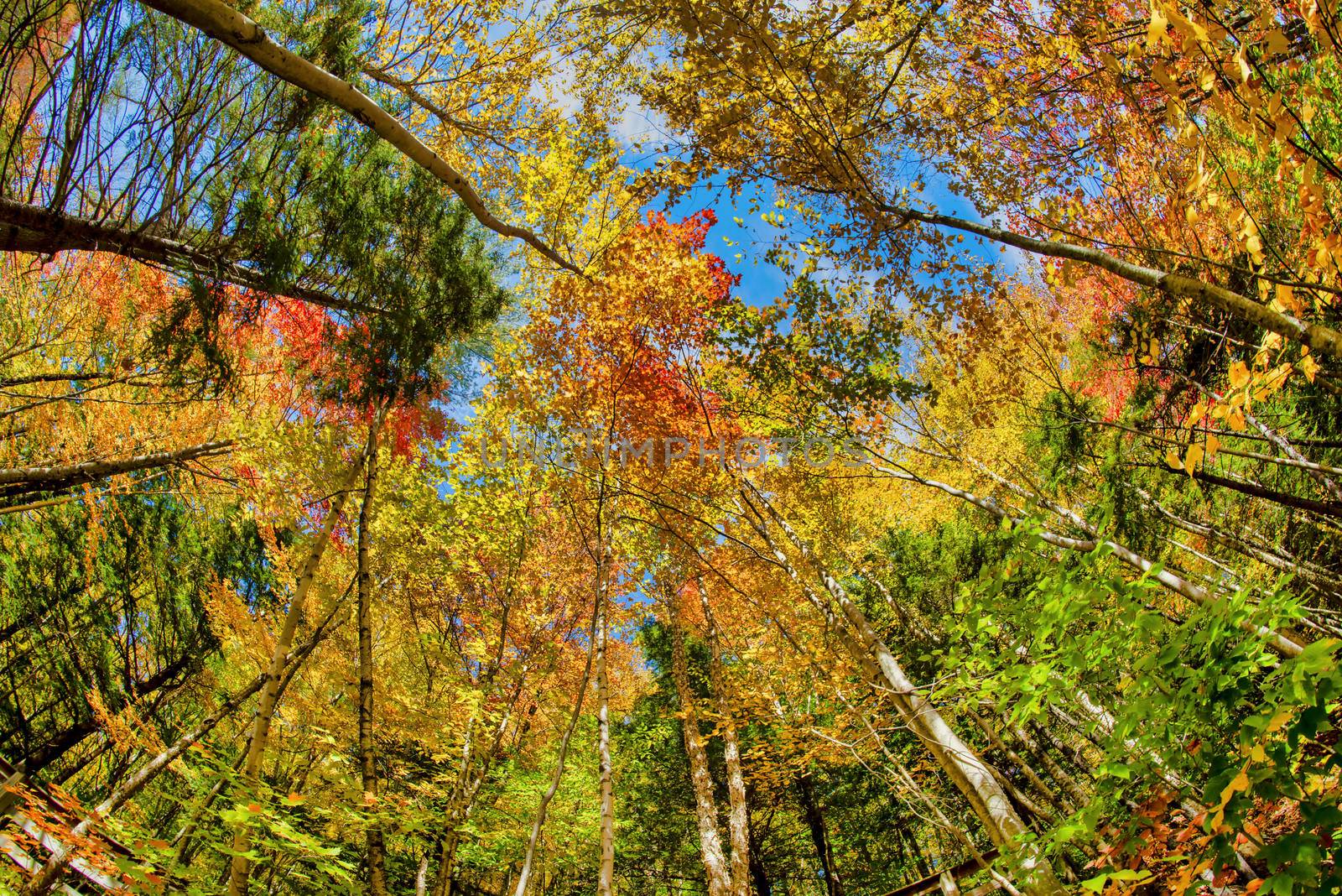 Beautiful forest of New England in foliage season, USA. Amazing upward view.