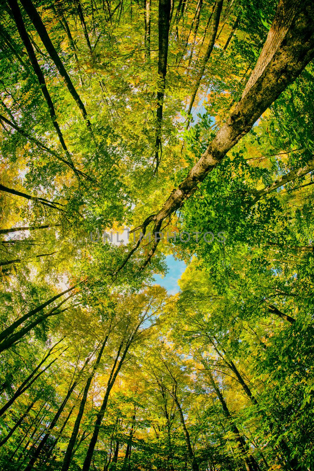 Beautiful forest of New England in foliage season, USA. Amazing upward view.