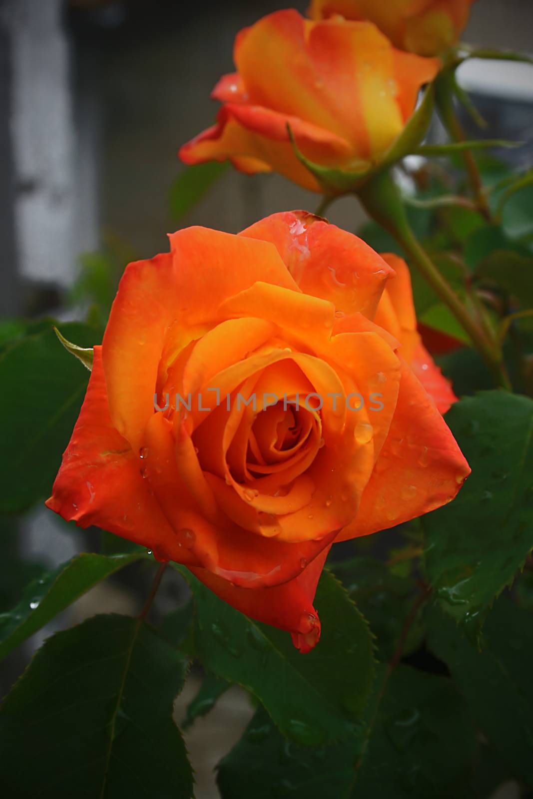 Orange rose in a summer garden close-up