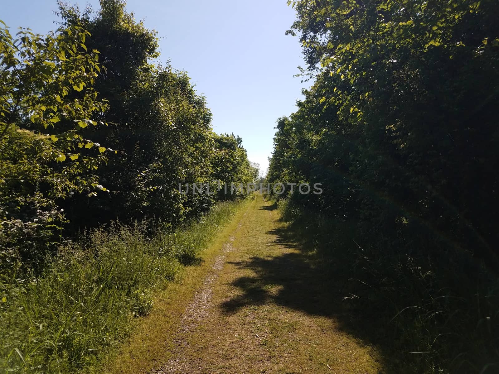 trail or path with trees with green leaves by stockphotofan1