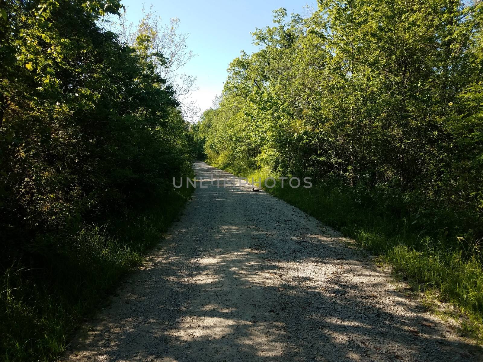 walking trail or path with rabbit and trees with green leaves