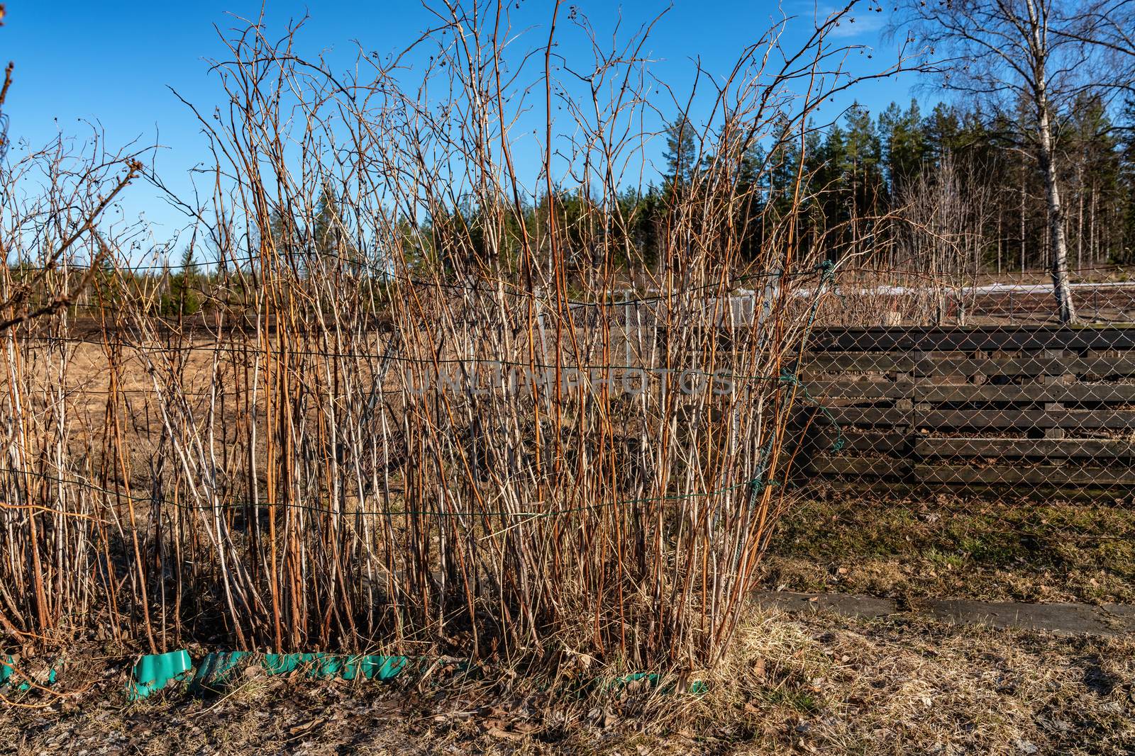 Raspberry bushes without leaves at back side of garden close to compost facility. Faided grass, Pine tree forest behind the garde. After winter, spring time, sunny day