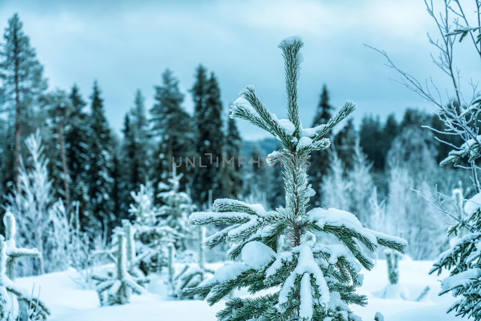 Close photo at very young spruce tree covered by much hoarfrost. Older big trees at blurry snowy forest background - typical Northern Sweden landscape - very cold day, Lappland, Sweden by skydreamliner