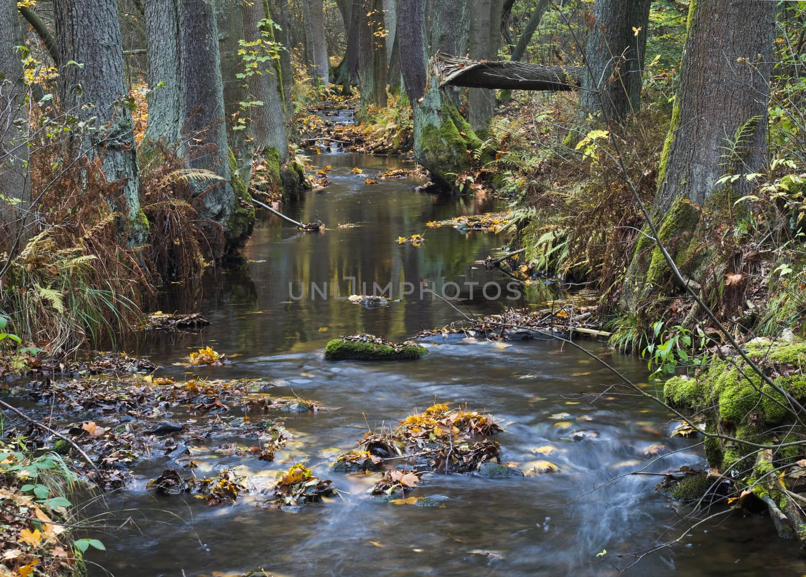 Long exposure magic forest stream cascade creek in autumn with stones ferns and fallen leaves and trees in luzicke hory mountain in czech republic.