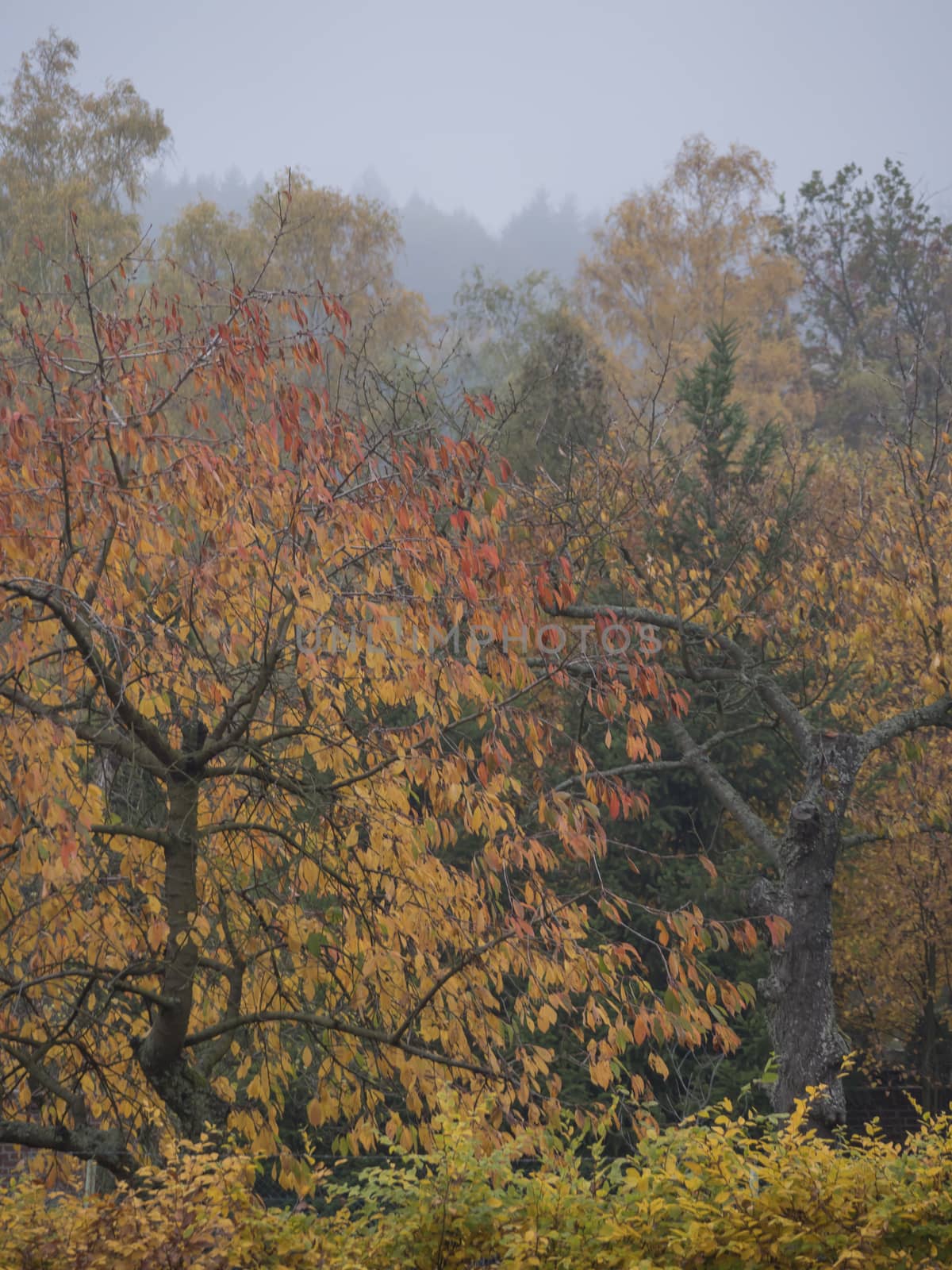 Vibrant Autumn Colours of the Leaves on Cherry Tree, deciduous trees and bush in moody foggy autumn day with mist background in a countryside.
