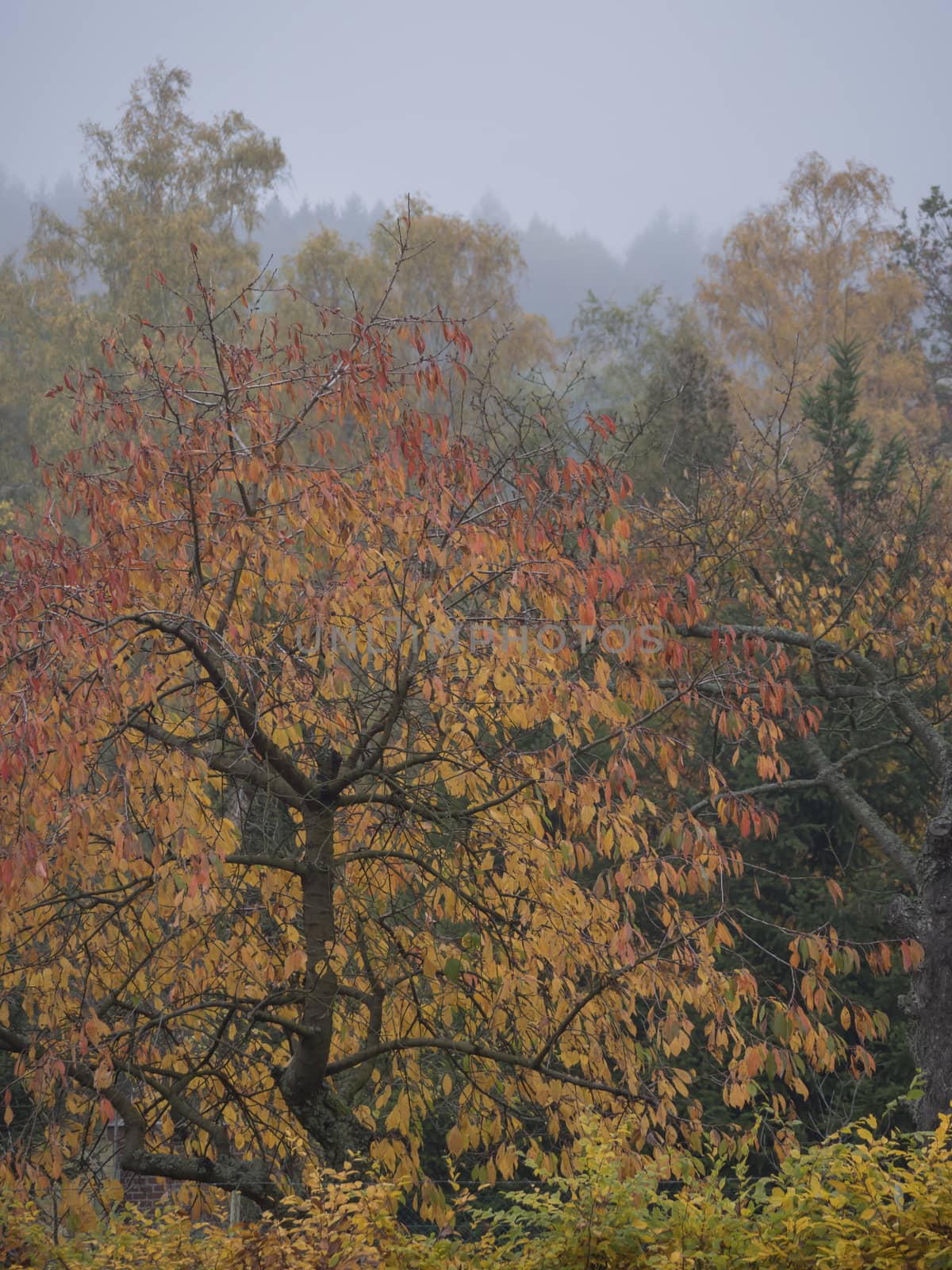 Vibrant Autumn Colours of the Leaves on Cherry Tree, deciduous trees and bush in moody foggy autumn day with mist background in a countryside.