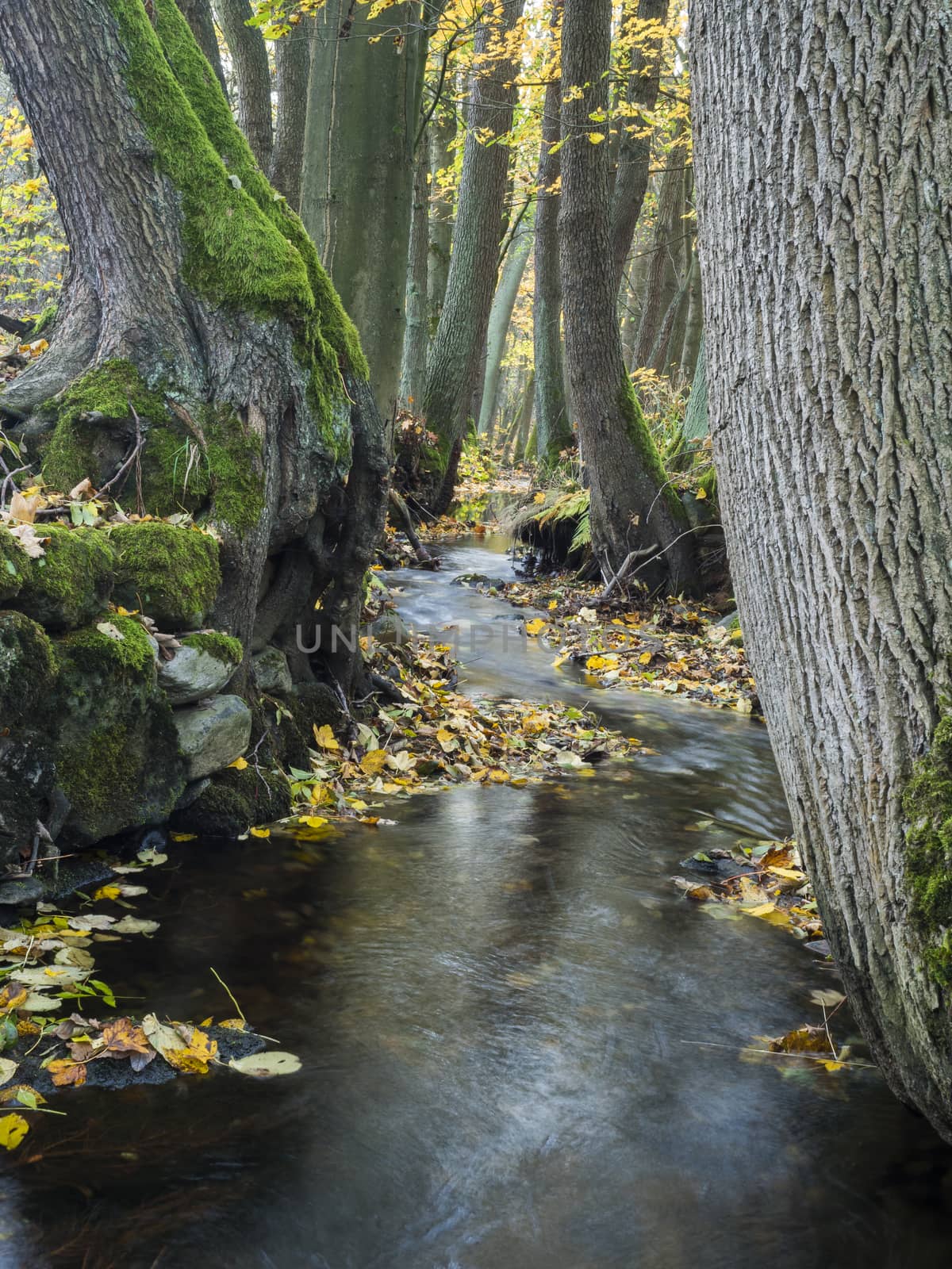 Long exposure magic forest stream cascade creek in autumn with stones, moss, ferns and colorful fallen leaves and trees in luzicke hory lusitian mountain in czech republic by Henkeova