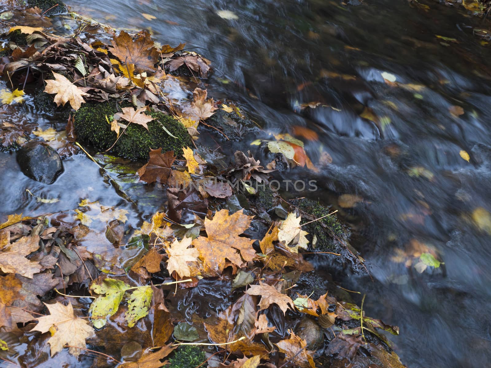 Colorful fallen autumnal leaves in long exposure water of forest stream creek in autumn with stones and moss. Luzicke hory lusitian mountain in czech republic.