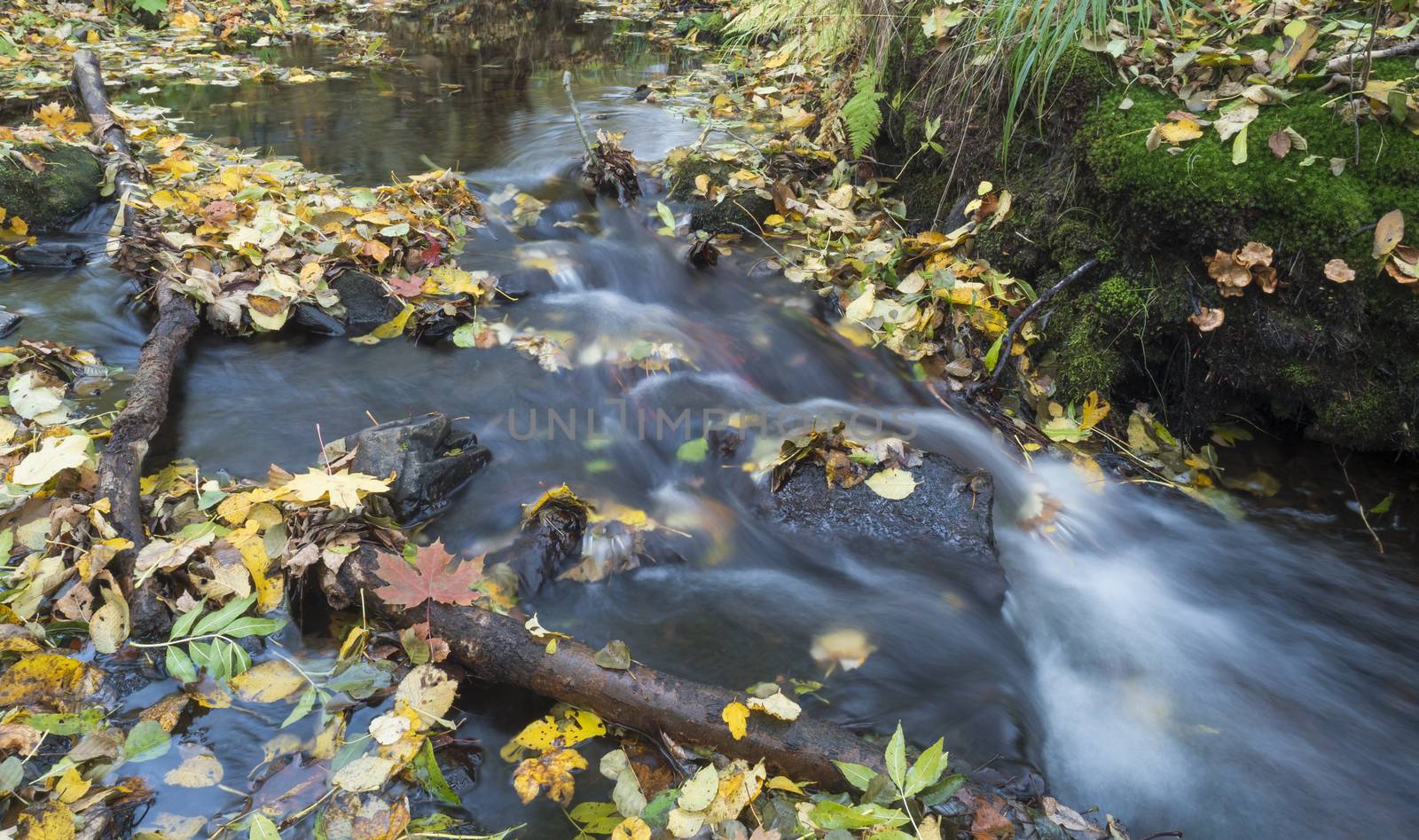 Long exposure magic forest stream cascade creek in autumn with stones ferns and fallen leaves and trees in luzicke hory mountain in czech republic.