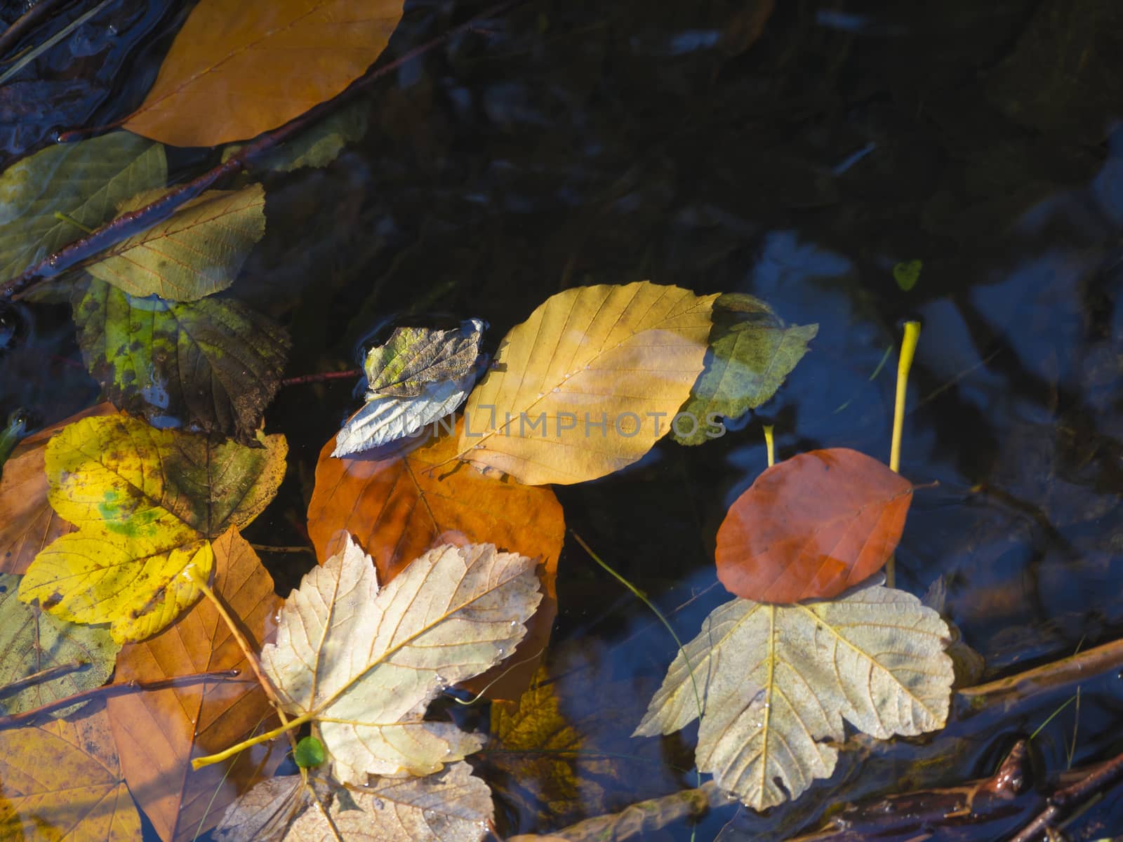 close up colorful fallen maple and beech tree leaves on water ta by Henkeova
