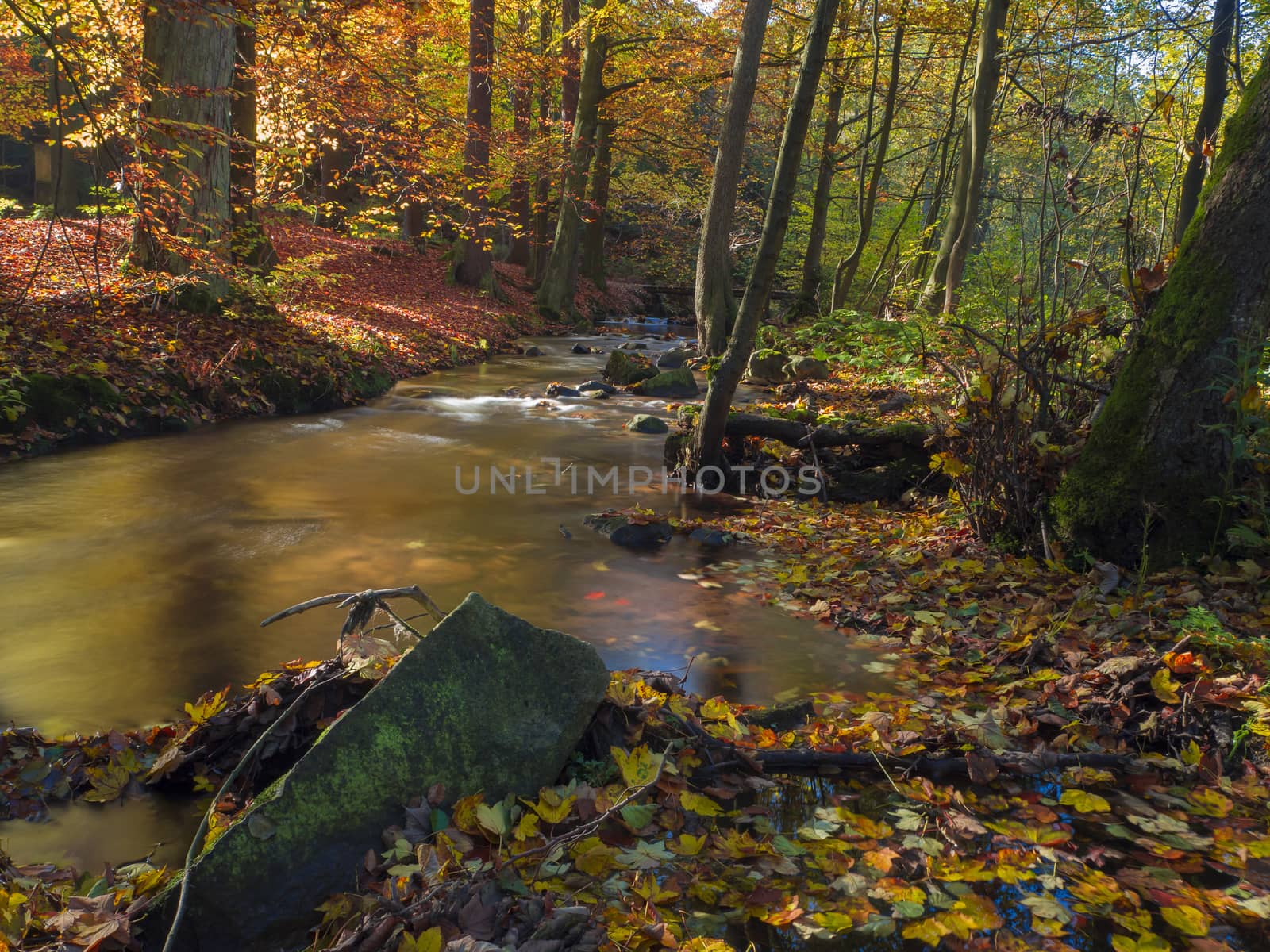 Long exposure magic forest stream creek in autumn with stones moss ferns and fallen leaves and trees in luzicke hory mountain in czech republic