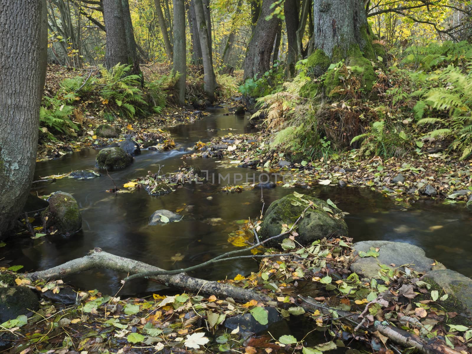 Long exposure magic forest stream cascade creek in autumn with stones, moss, ferns and colorful fallen leaves and trees in luzicke hory lusitian mountain in czech republic by Henkeova