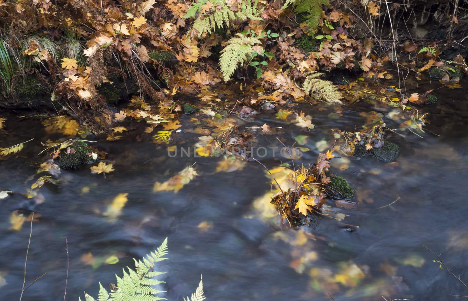 Long exposure magic forest stream creek in autumn with stones, moss, ferns and colorful fallen leaves and trees in luzicke hory lusitian mountain in czech republic.