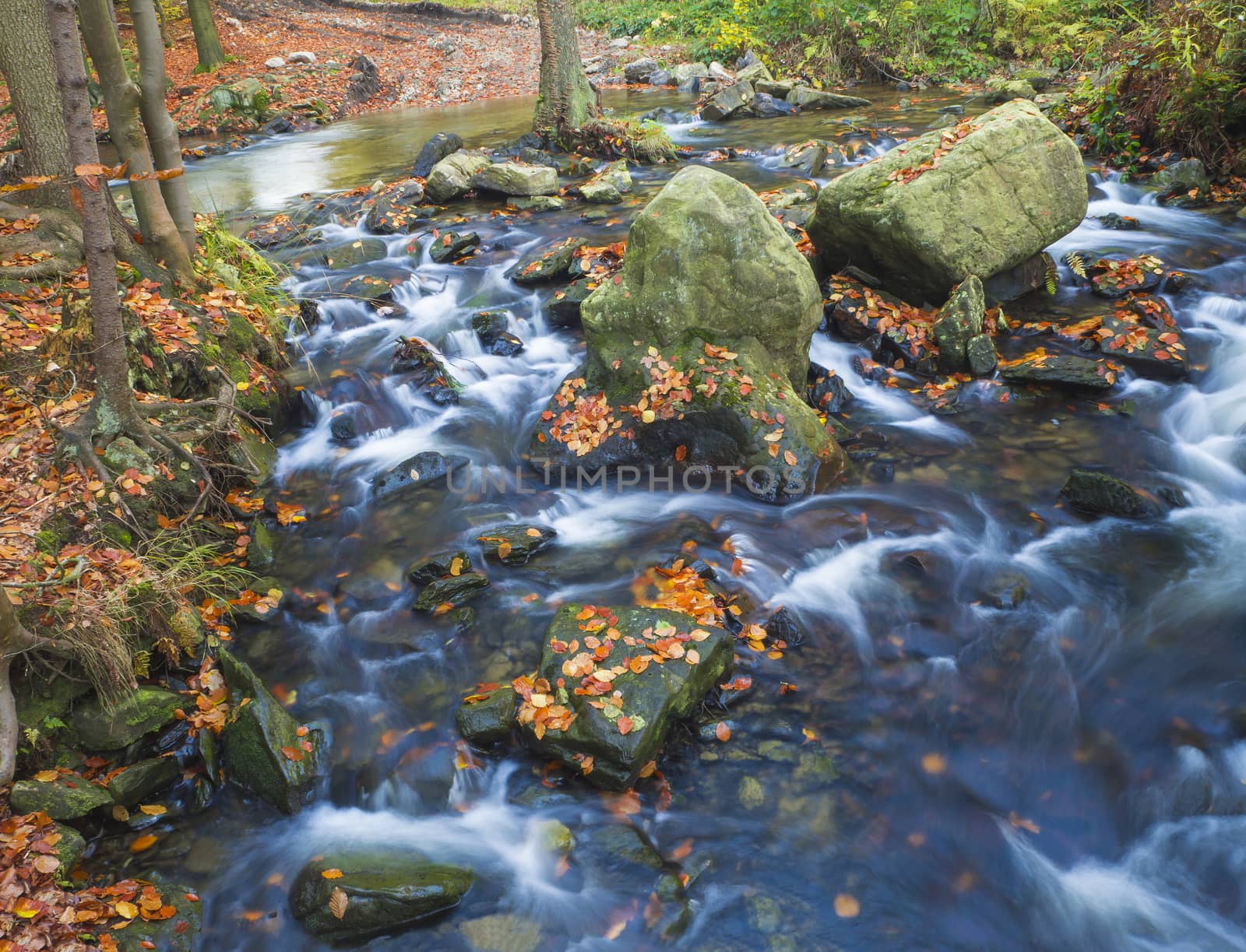 Long exposure magic forest stream creek in autumn with stones moss ferns and fallen leaves and trees in luzicke hory mountain in czech republic