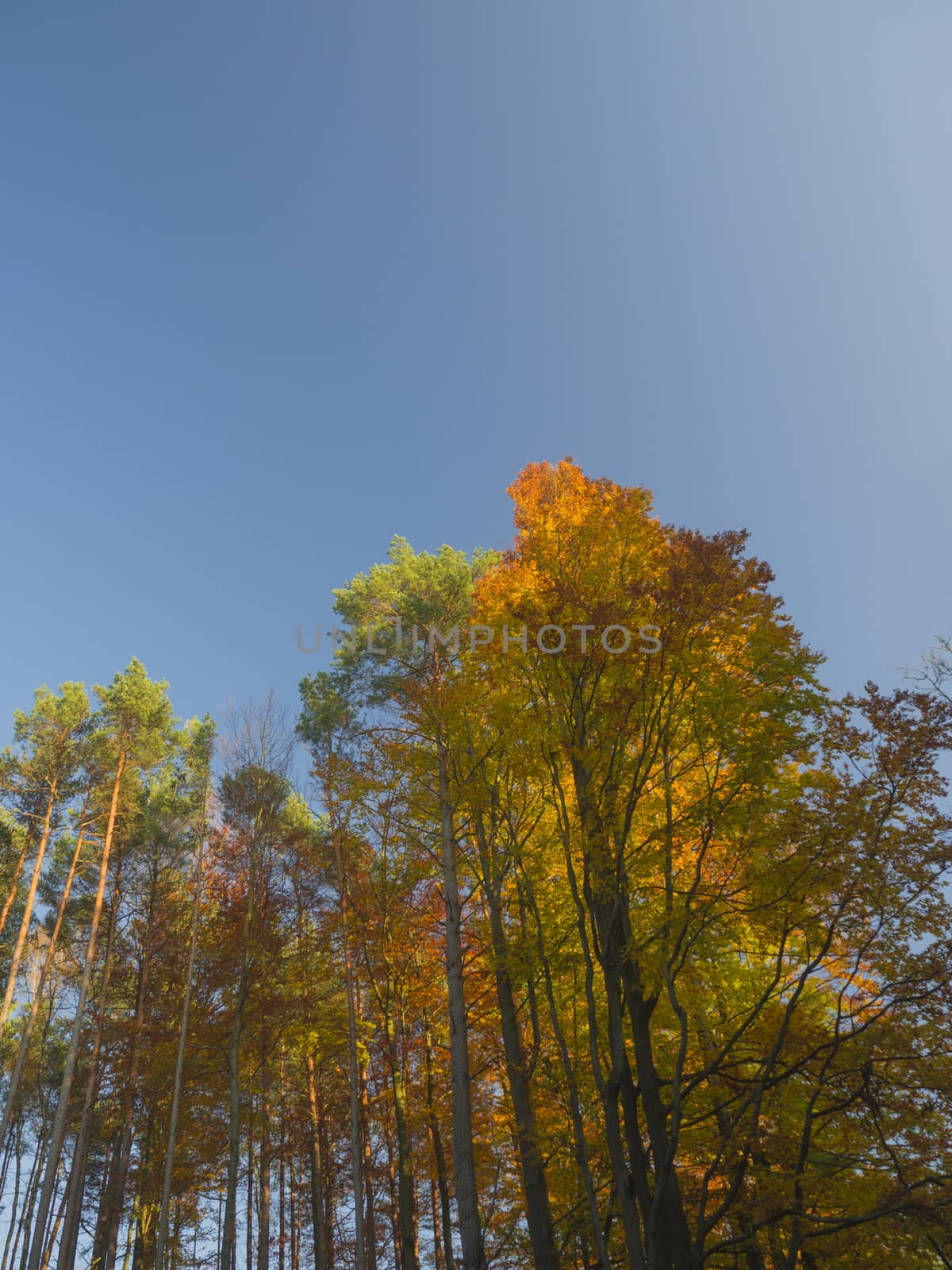 orange autumn beech trees and pine tree in golden light with blue sky background