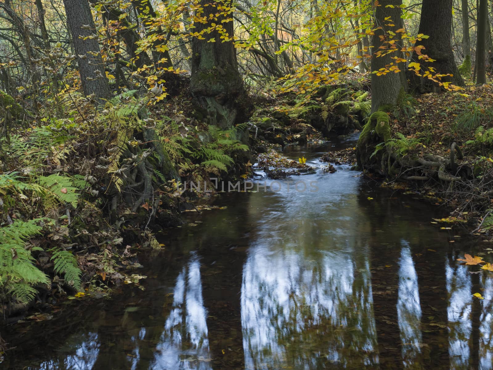 Long exposure magic forest stream cascade creek in autumn with stones ferns and fallen leaves and trees in luzicke hory mountain in czech republic.